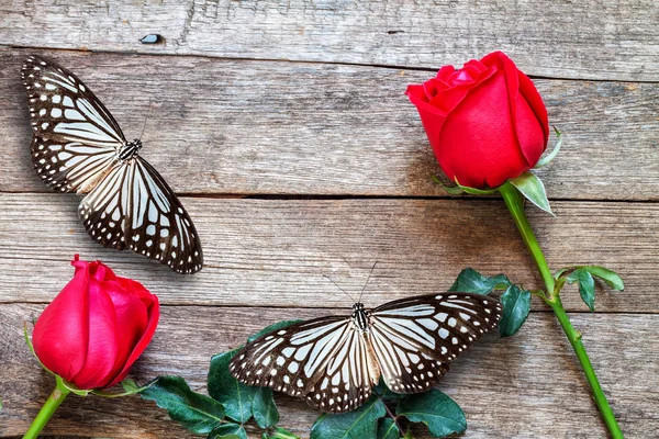 Red rose and butterfly — Stock Photo, Image