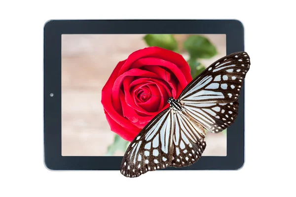 Метелик на фото червоної троянди в планшеті — стокове фото