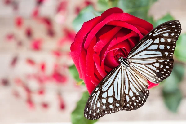 Rosa roja y mariposa — Foto de Stock