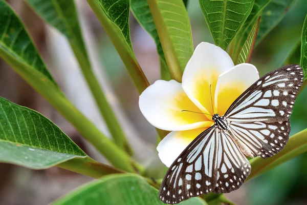 Plumeria blanca y amarilla — Foto de Stock