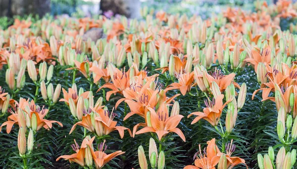 美しいオレンジ色のユリの花 — ストック写真