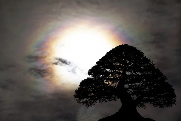 Σιλουέτα του μεγάλο δέντρο στο φόντο του ουρανού — Φωτογραφία Αρχείου