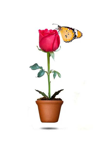 Rosa roja y mariposa en maceta —  Fotos de Stock