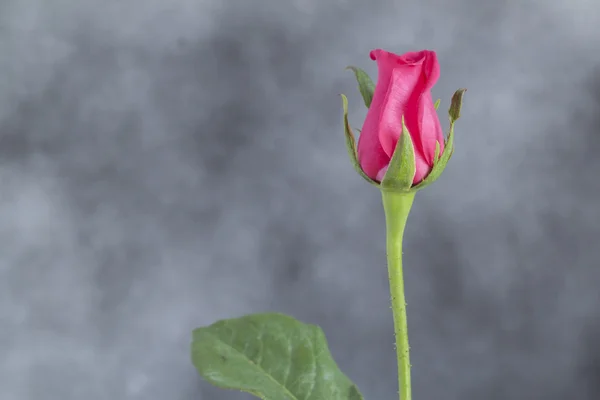 Różowa róża na szarym tle — Zdjęcie stockowe