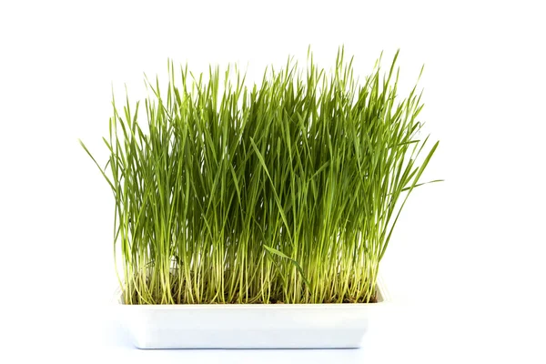 Junge grüne Reispflanze im Topf — Stockfoto