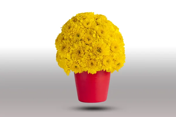 Yellow chrysanthemum flowers in red pot — Stock Photo, Image