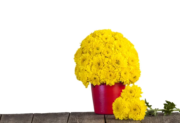 Gele chrysant bloemen in rode pot — Stockfoto