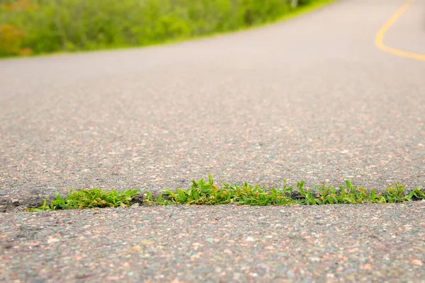 Crack in an asphalt paved road with small plants growing it.Yellow line in center of the road is visible. Closeup low angle view. Room for text above.