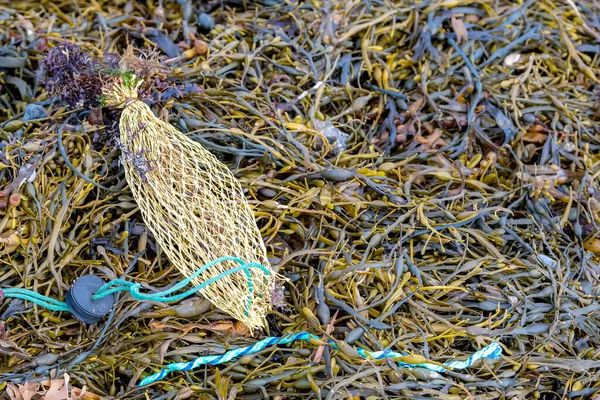 A lobster or crab bait bad lying in wet seaweed. The bag is pale yellow with a aqua draw string. Closeup view.