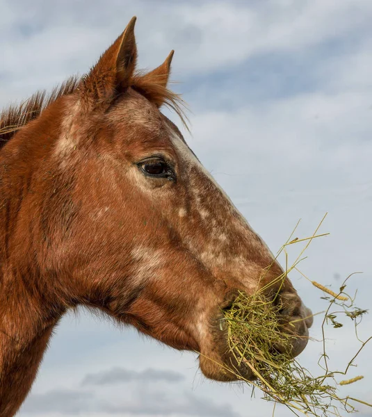 Närbild Ljusbrun Häst Som Äter Gräs Bakgrund Molnig Himmel Med — Stockfoto