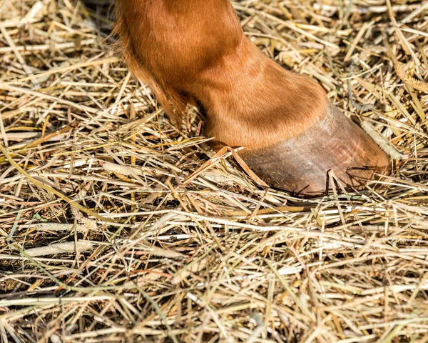 Seitenansicht Eines Pferdehufs Heu Nur Der Unterschenkel Und Der Huf — Stockfoto