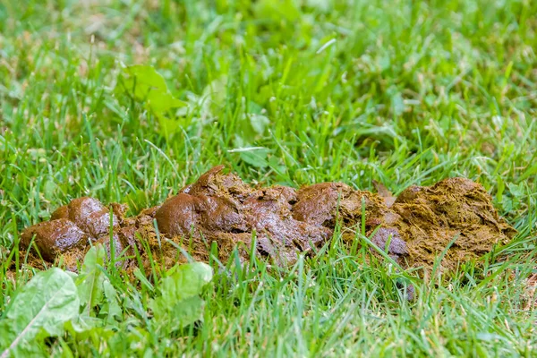 Çimenlerdeki Taze Islak Gübresi Yan Tarafından Görünüyor Yakından Bak Yukarıda — Stok fotoğraf