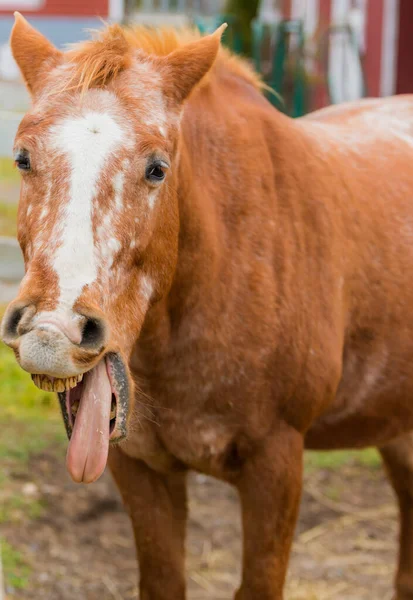 Cavalo Castanho Claro Celeiro Com Língua Para Fora Dia Escuro — Fotografia de Stock