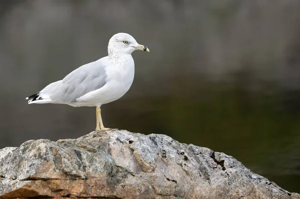 Uma Gaivota Sobre Uma Rocha Uma Lagoa Escura Está Fundo — Fotografia de Stock