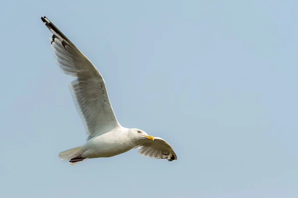 Seagull Flying Overhead Sky Light Hazy Blue — Stock Photo, Image