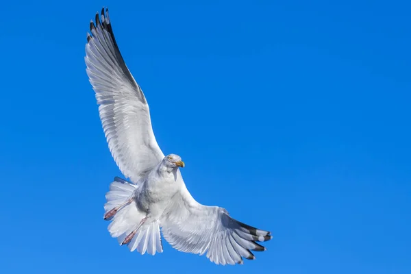 Uma Gaivota Voo Contra Céu Azul Como Visto Por Suas — Fotografia de Stock