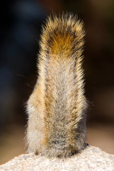 Der Schwanz Auf Dem Rücken Eines Eichhörnchens Nur Der Schwanz — Stockfoto