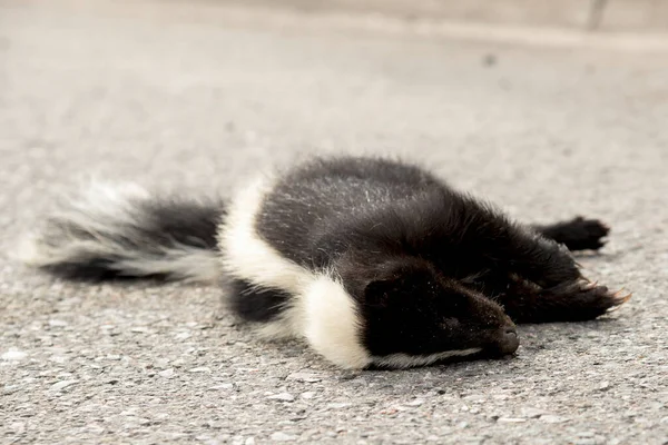 Une Mouffette Morte Allongée Sur Une Route Concentre Toi Sur — Photo