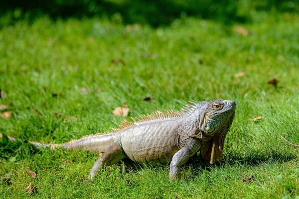 Leguan Stående Grønt Græs Solrig Dag Han Kigger Mod Himlen - Stock-foto