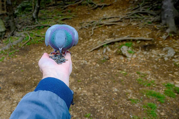 人の手の上に立つ鳩がひまわりの種を選び ピジョンがじかに見下ろしている フィールドの浅い深さ — ストック写真