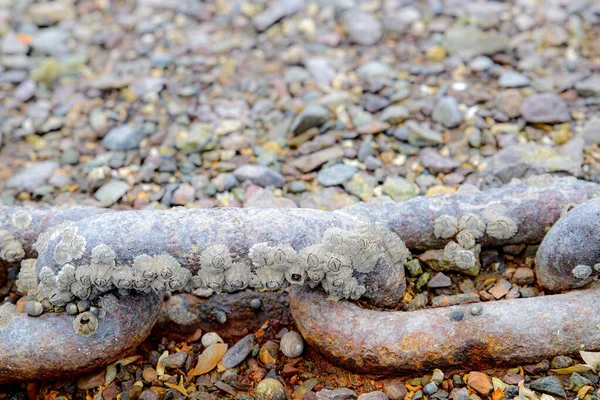 Old Rusty Anchor Chain Encrusted Barnacles Chain Lies Rocky Beach — Stock Photo, Image