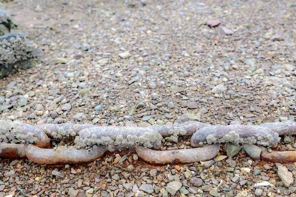 Old Rusty Anchor Chain Encrusted Barnacles Chain Lies Rocky Beach — Stock Photo, Image