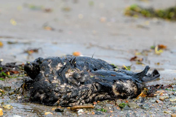 Unidentified Dead Bird Beach Bird Appears Covered Black Oil Bright — Stock Photo, Image