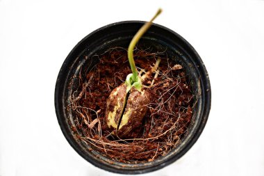 Beyaz arkaplanda rambutan ağacı filizlenmesi