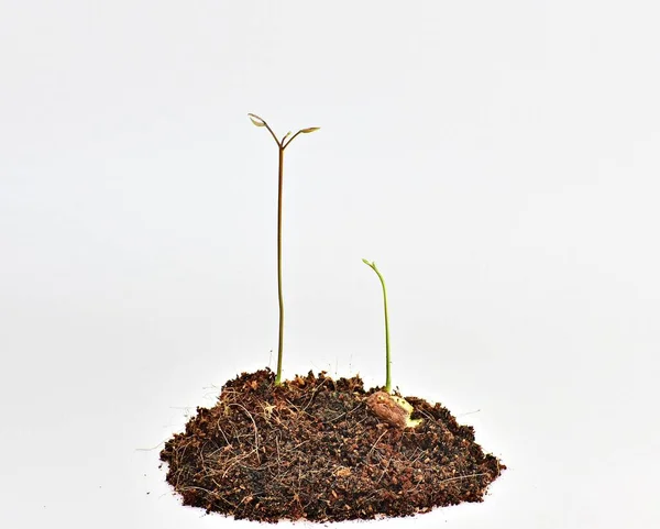 Plantor Rambutan Träd Vit Bakgrund — Stockfoto