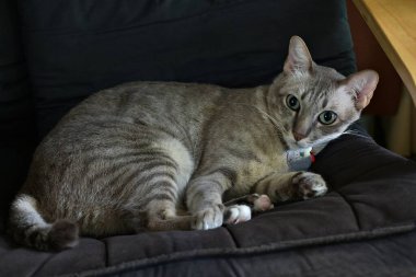  Kedi bütün gün evde mutlu bir şekilde uyuyor.