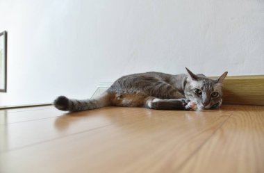  Kedi bütün gün evde mutlu bir şekilde uyuyor.