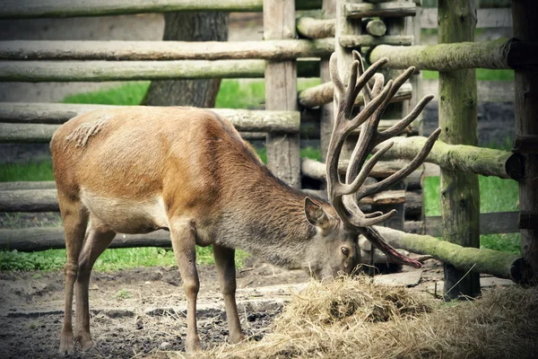 鹿食 — 图库照片