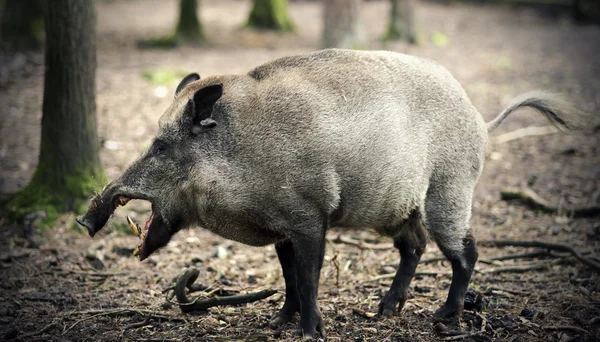 Sanglier Images De Stock Libres De Droits