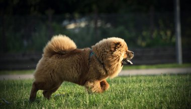 Chow chow çalıştıran