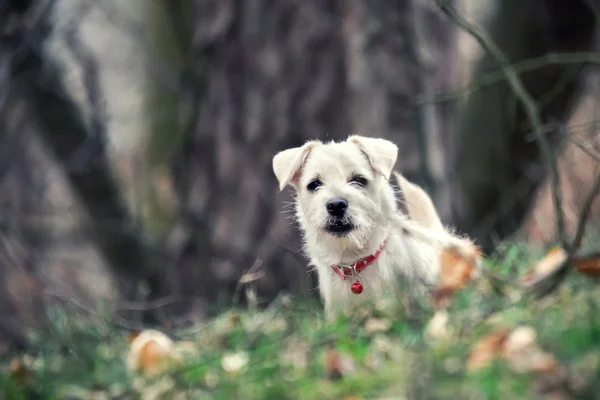 White puppy — Stock Photo, Image