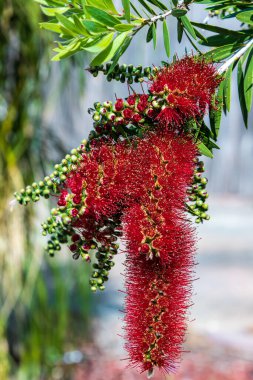 Avustralya 'da bir şişe fırçası ağacında koyu kırmızı çiçekler..