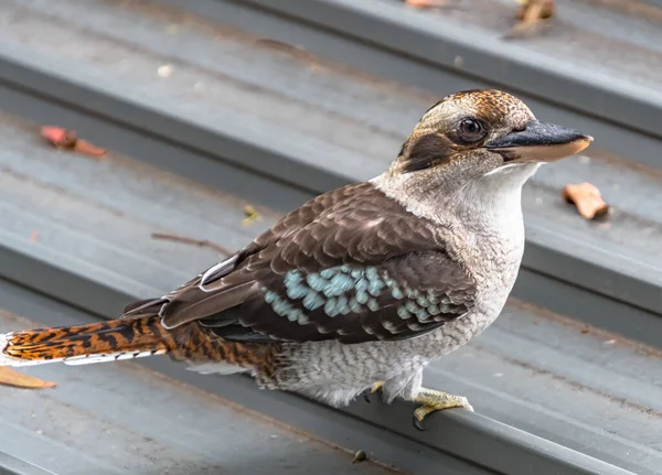 Australische Lachende Kookaburra Komt Graag Langs Vooral Als Eten — Stockfoto