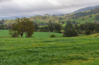 Avustralya 'nın NSW Avcı Bölgesi' nde yeşil çayırları, yuvarlanan tepeleri ve bulutlu gökyüzü olan kırsal bölge..
