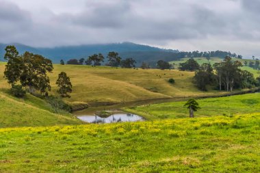 Avustralya 'nın NSW Avcı Bölgesi' nde yeşil çayırları, yuvarlanan tepeleri ve bulutlu gökyüzü olan kırsal bölge..