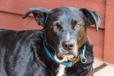 Rocky, 9 yaşında Labrador haçı ve Borador köpeği..