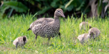 Orman ördekleri, bahar geldi. Avustralya, NSW 'nin merkez kıyısındaki Hardys Körfezi' ndeki ördek yavruları da öyle..