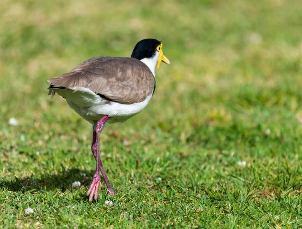 Mascarado Lapwing Beira Baía Caçando Por Comida — Fotografia de Stock