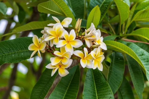 Fiori Bianchi Gialli Frangipani Piena Fioritura Estate Woy Woy Sulla — Foto Stock