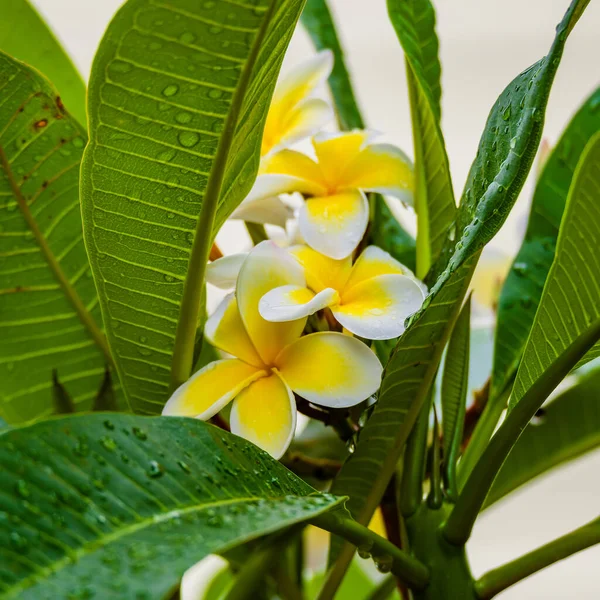 Weiße Und Gelbe Frangipani Blüten Voller Blüte Sommer Bei Woy — Stockfoto