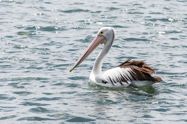 Pélican Dans Eau Woy Woy Sur Côte Centrale Nsw Australie — Photo