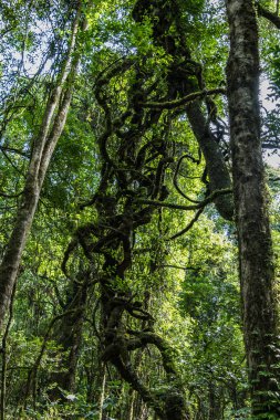 Avustralya 'nın NSW Avcı Bölgesi Barrington Tepeleri' ndeki Bayanlar Kuyusu yakınlarındaki yağmur ormanlarını keşfediyor..