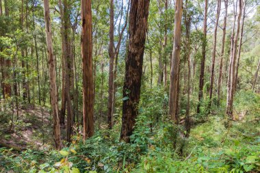 Dağların tepesindeki yüksek ağaçlarla çevrili ormanı keşfediyorlar. Barrington Tepeleri 'nde, Avustralya' nın NSW Avcı Bölgesi 'nde..