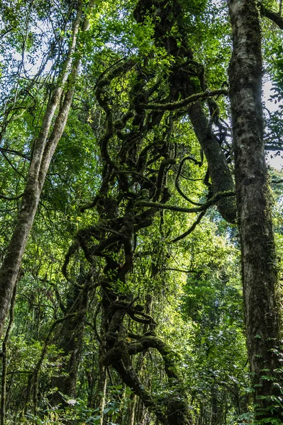 Avustralya 'nın NSW Avcı Bölgesi Barrington Tepeleri' ndeki Bayanlar Kuyusu yakınlarındaki yağmur ormanlarını keşfediyor..