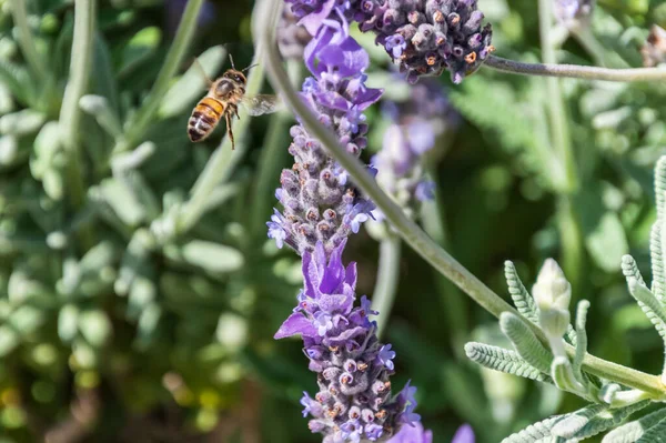 Цвіт Квітки Приваблює Бджіл Саду Гресфорді Провінція Нсв Австралія — стокове фото