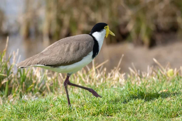 Gemaskerde Kievit Aan Rand Van Baai Jacht Naar Voedsel — Stockfoto